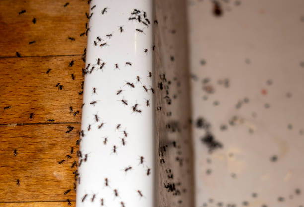 Pest Control Cost in Gosnell, AR